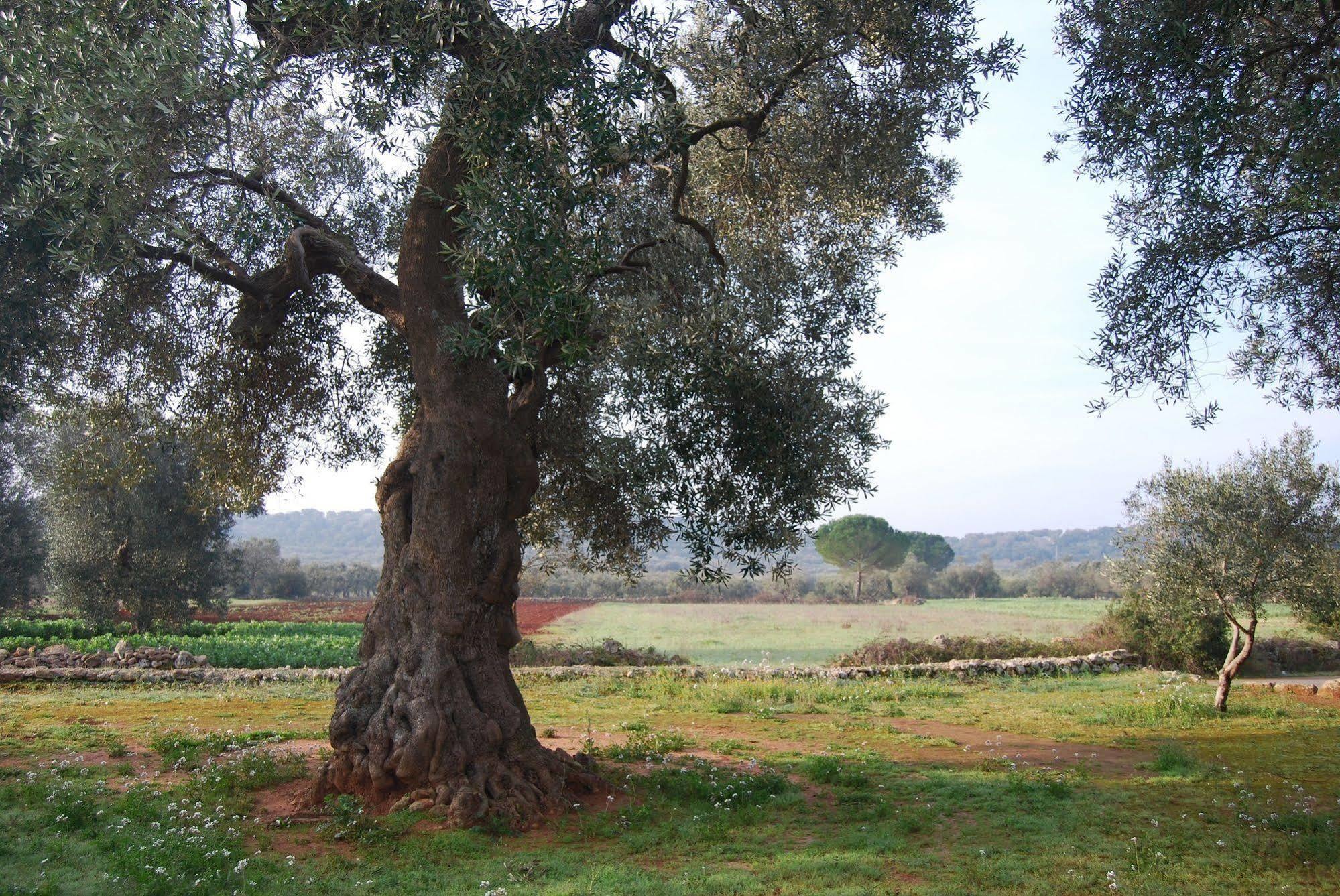 Villa Terra Di Leuca Salve Exterior foto
